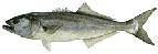 Fish Bluefish