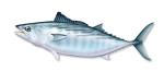 Fish Bonito