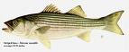 Fish Striped Bass